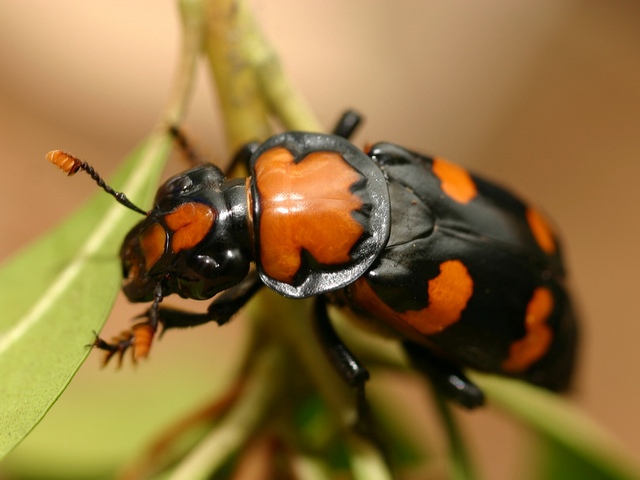 Все о жуках в Сердобске | ЗооТом портал о животных