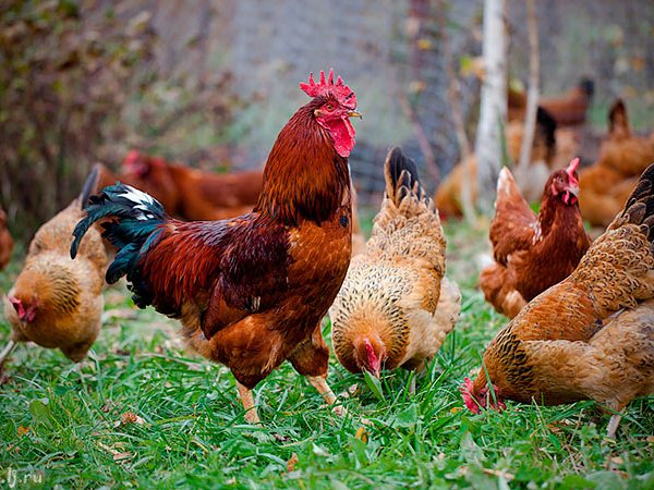 Породы куриц | ЗооТом - продажа, вязка и услуги для животных в Сердобске