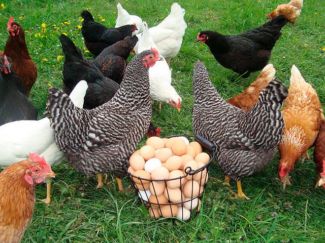 Содержание кур и уход за ними | ЗооТом - продажа, вязка и услуги для животных в Сердобске