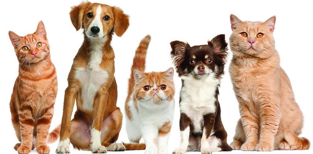 Доска объявлений о животных | ЗооТом - продажа, вязка и услуги для животных в Сердобске