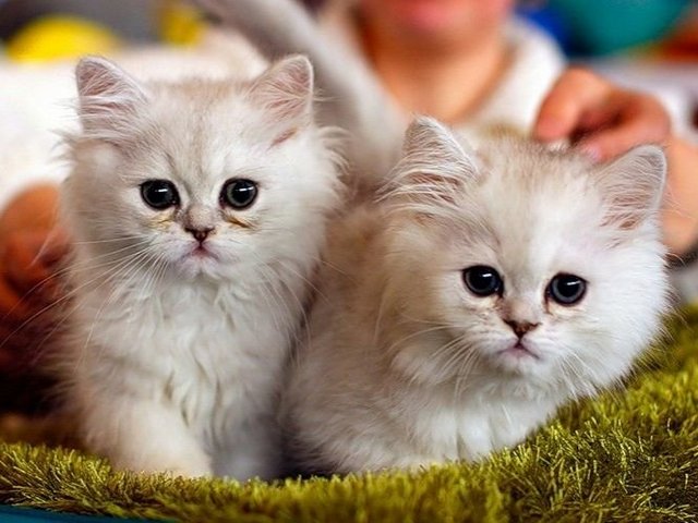 Породы кошек в Сердобске | ЗооТом портал о животных