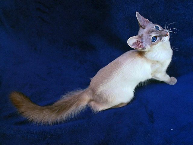 Выведенные породы кошек в Сердобске | ЗооТом портал о животных