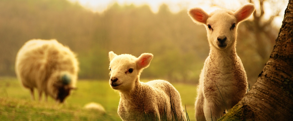 Объявления о сельскохозяйственных животных | ЗооТом - продажа, вязка и услуги для животных в Сердобске