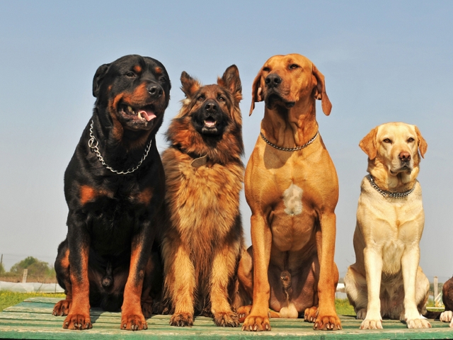 Крупные породы собак в Сердобске | ЗооТом портал о животных