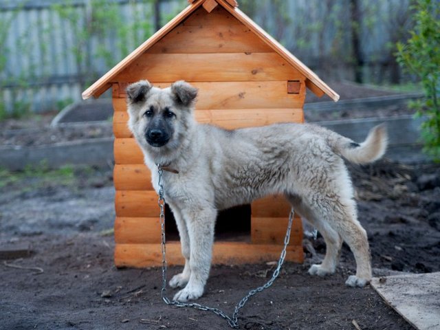 Все о собаках в Сердобске